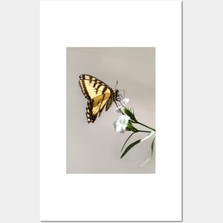 Swallowtail Butterfly Posters and Art